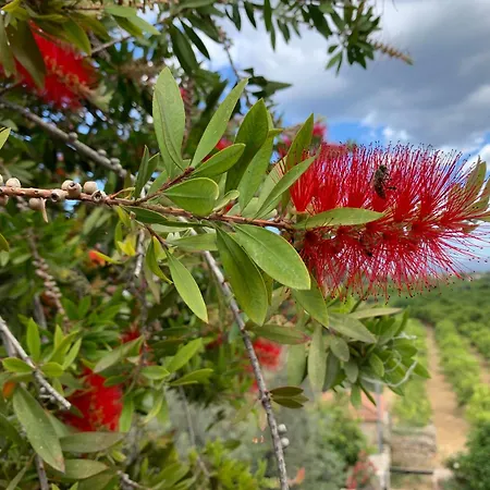 The Olive Tree 公寓 *