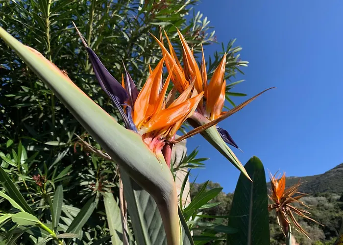 The Olive Tree 公寓