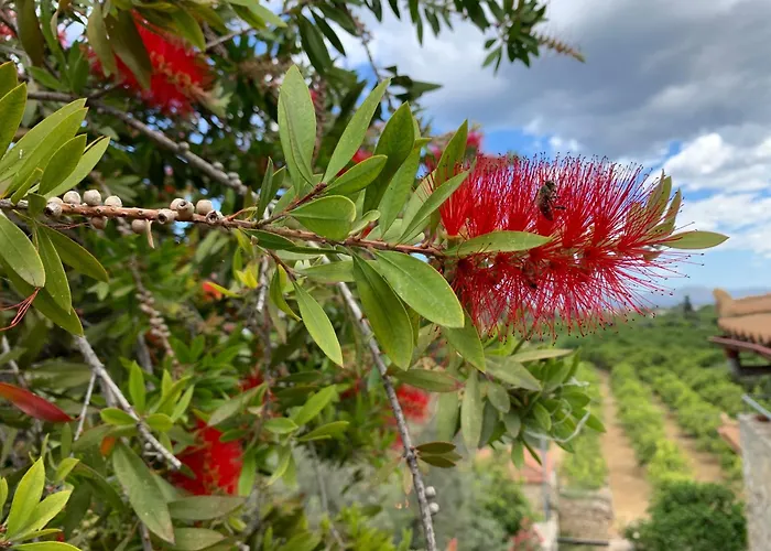 The Olive Tree 公寓 *