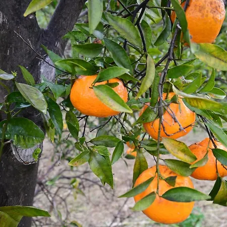 Апартаменты The Olive Tree