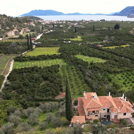 Daire The Olive Tree