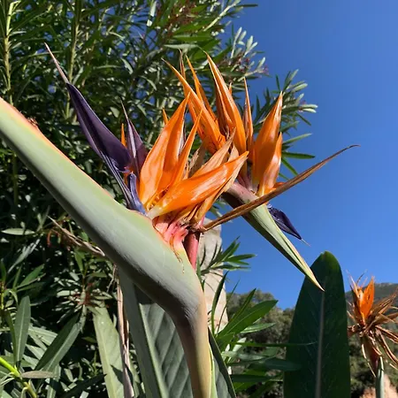 The Olive Tree Daire