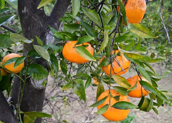 Appartement The Olive Tree